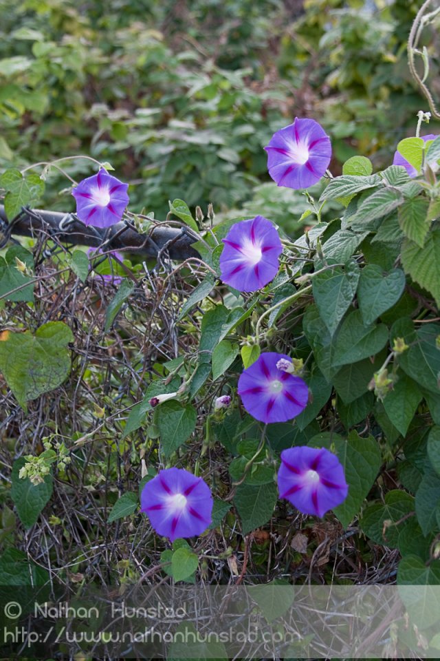 Purple flowers next door.
